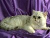 персидская кошка 1024x768