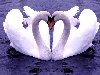 Ключевые слова (тэги): влюбленные пары животные лебеди любовь птицы синее ...