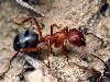 Познакомить детей с образом жизни муравья и устройством муравейника.