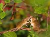Мышка-малютка балансирует между двумя травинками, держа в лапках кузнечика.