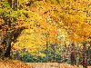 Осенний парк, жёлтое, лес, осень, природа 1600х1200