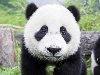В настоящее время панда обитает только в центральном районе Китая. В ...