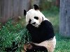 Ученые никак не могут договориться, к какому классу животных отнести панду.
