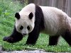 Котолап чернобелый, или большая панда (Ailuropoda melanoleuca)
