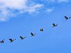 Птицы улетают на юг. © Foto Factory | Shutterstock.com