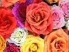 разноцветные розы, текстура, цветы, цветочный фон, flower texture