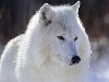 Количество волков на территории Якутии в 2012 году достигла 3,5 тысяч особей ...