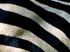 Черно-белые полоски на спине зебры Гранта. (Tim Laman/National Geographic)