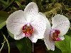 Горшки для орхидей требуются тесные, в таких условиях они лучше цветут.