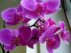 ... орхидей без опасных путешествий. Ореол таинственности этих цветов ...
