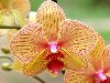 Орхидеи :: Раскраски для детей. Цветы