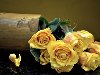 Обои букет, лепестки, Розы, ваза для рабочего стола, картинки Цветы на ...