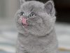 Фотографии Magic Smile - очаровательная улыбка британских котят
