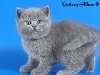 Британский голубой котенок ALLUREu0026#39;S AMUR