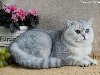 Британские кошки шиншиллы - котята, вязки, фото