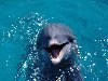 Морда дельфина, Дельфины