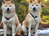 Скачать оригинал: Две собаки акита-ину - 1920x1200 u0026middot; вырезать нужный размер