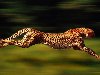Гепард может достигать скорости 105 километров в час