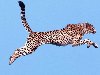 Гепард довольно крупное животное: длина тела около 130 см, хвоста -75см.