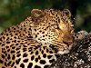 Животные гепард в дикой природе, размер: 1600x1200 пикселей
