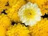 Желтые цветы, картинки, фоны, текстурыПросмотров: 85Желтые цветы, картинки, ...