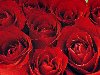 Красные розы 1280 x 1024