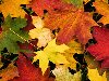 ... секреты красок осени и почему все лето листья на деревьях зеленые, ...