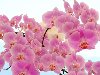 Орхидеи, Две Ветки Лилового фаленопсиса - Бесплатные обои для рабочего стола