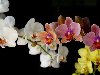 Орхидея - обои на рабочий стол 1920x1200 ...