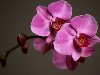 Картинка на рабочий стол: Орхидеи Разрешение: 1280х1024