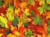 текстура осенних листьев, осень, листва, скачать фото, leaves texture, ...
