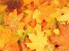 осенние листья, скачать фото, фон, autumn leaves textures, background, осень