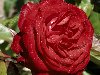 Красная роза в капельках росы.