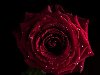 Скачать обои Роза, красная, фон, черный 1280x1024.