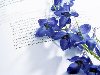 Нежный букет синих цветов на раскрытой странице книги
