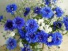 Полевой букет из мелких белых цветков и синих лазурных васильков