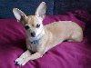 Самые дорогие собаки, Чихуахуа (Chihuahua) - $1.500-2.000