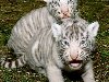 В начале декабря в Ереванский зоопарк улетел один тигренок, ...