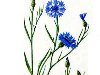 Василек синий - одно- или двулетнее растение с тонким стержневым ...