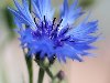 Целительными свойствами обладают цветки василька синего.