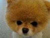 красивая маленькая собачка. « Бу (Boo): самая популярная собака в Интернете ...