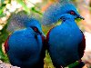 Эти самые большие голуби имеют красивый чубчик и имеют яркий синий и зеленый ...