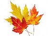 Три красочные осенние листья клена на белом фоне Фото со стока - 11372106