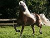 Фото гафлингерской лошади игреневой масти