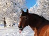 Широкоформатные обои Рыжая лошадь зимой, Рыжая лошадь зимой показывает язык