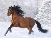 Широкоформатные обои Лошадь зимой, Лошадь бежит по снежным сугробам зимой