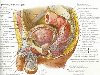 Анатомия мужских половых органов