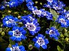 Ах, эти синие... цветы.... Обсуждение на LiveInternet - Российский Сервис ...