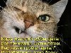 Кошачьи приколы, смешные коты и ржачные подписи к фото котов