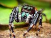 Мы собрали фотографии пауков скакунов одного из лучших макро-фотографов ...